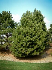 Сосна Чёрная (Pinus Nigra) купить по цене от 270.00р. в интернет-магазине «Посадика» с доставкой почтой в в Кяхтае и по всей России – [изображение №1].