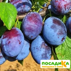 Слива Чачакская ранняя купить по цене от 229.00р. в интернет-магазине «Посадика» с доставкой почтой в в Кяхтае и по всей России – [изображение №1].