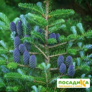 Пихта корейская (Abies koreana) купить по цене от 450.00р. в интернет-магазине «Посадика» с доставкой почтой в в Кяхтае и по всей России – [изображение №1].