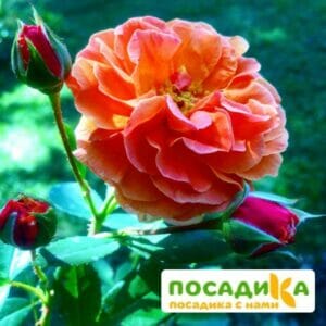 Роза Арабия купить по цене от 350.00р. в интернет-магазине «Посадика» с доставкой почтой в в Кяхтае и по всей России – [изображение №1].