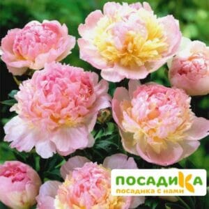 Пион Распберри Сандей (Paeonia Raspberry Sundae) купить по цене от 959р. в интернет-магазине «Посадика» с доставкой почтой в в Кяхтае и по всей России – [изображение №1].