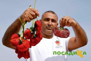Клубника Гигант Джорнея купить по цене от 266р. в интернет-магазине «Посадика» с доставкой почтой в в Кяхтае и по всей России – [изображение №1].