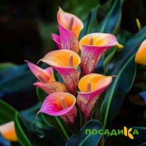 Калла Оникс купить по цене от 450р. в интернет-магазине «Посадика» с доставкой почтой в в Кяхтае и по всей России – [изображение №1].