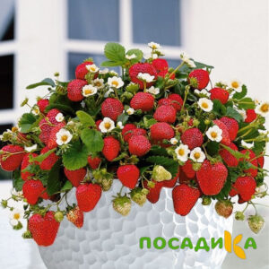 Клубника Рубиновый Шепот (горшечная) купить по цене от 240р. в интернет-магазине «Посадика» с доставкой почтой в в Кяхтае и по всей России – [изображение №1].