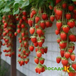 Клубника вьющаяся Комплимент купить по цене от 470р. в интернет-магазине «Посадика» с доставкой почтой в в Кяхтае и по всей России – [изображение №1].
