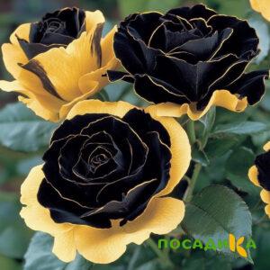 Роза Ханни Сикл купить по цене от 700р. в интернет-магазине «Посадика» с доставкой почтой в в Кяхтае и по всей России – [изображение №1].