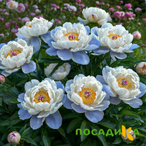 Пион акварельный Этюд купить по цене от 806р. в интернет-магазине «Посадика» с доставкой почтой в в Кяхтае и по всей России – [изображение №1].