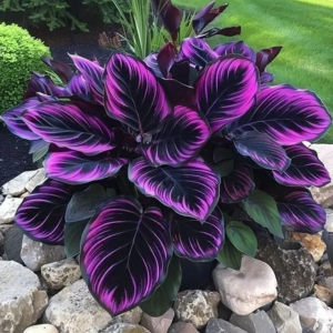 Хоста Люминоза купить по цене от 450р. в интернет-магазине «Посадика» с доставкой почтой в в Кяхтае и по всей России – [изображение №1].