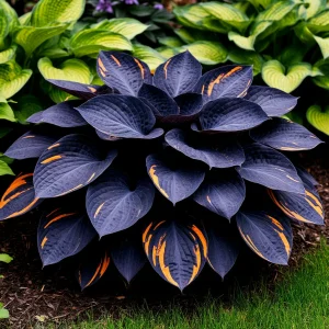 Хоста Умбра купить по цене от 349р. в интернет-магазине «Посадика» с доставкой почтой в в Кяхтае и по всей России – [изображение №1].