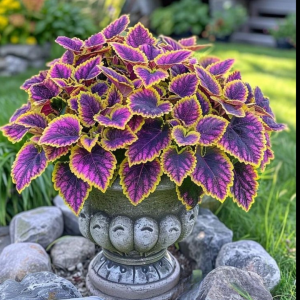 Хоста Рейдянт Чарм купить по цене от 365р. в интернет-магазине «Посадика» с доставкой почтой в в Кяхтае и по всей России – [изображение №1].